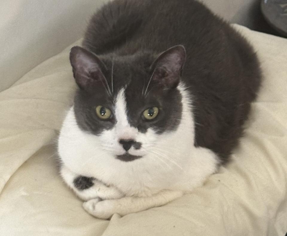 Misty the cat lying like a loaf of bread on a pillow